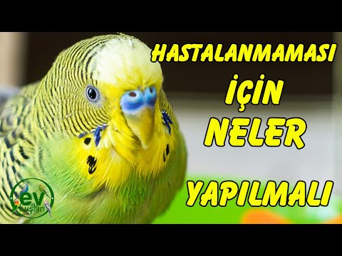 Muhabbet kuşu Ölmemesi Hastalanmaması için neler yapmalıyız.  Muhabbet Kuşu Sağlıklı Bakımı