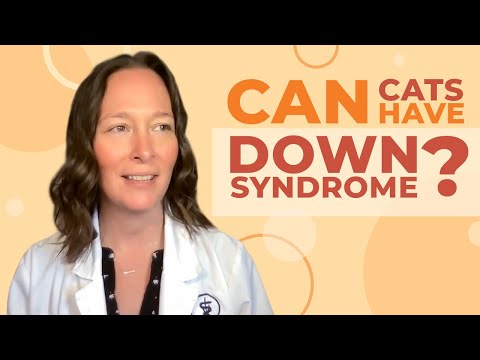 Video: Pisicile pot avea sindromul Down? Lowdown on Feline DS