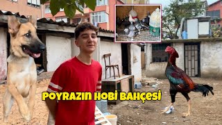 Poyrazın Harika Hint Tavuk Horoz Güvercin Ve Alman Kurdu Yumurta Akdık