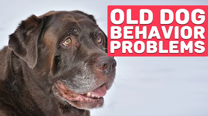 Senior Dog Behavior Problems | Dog Behavior Changes With Age