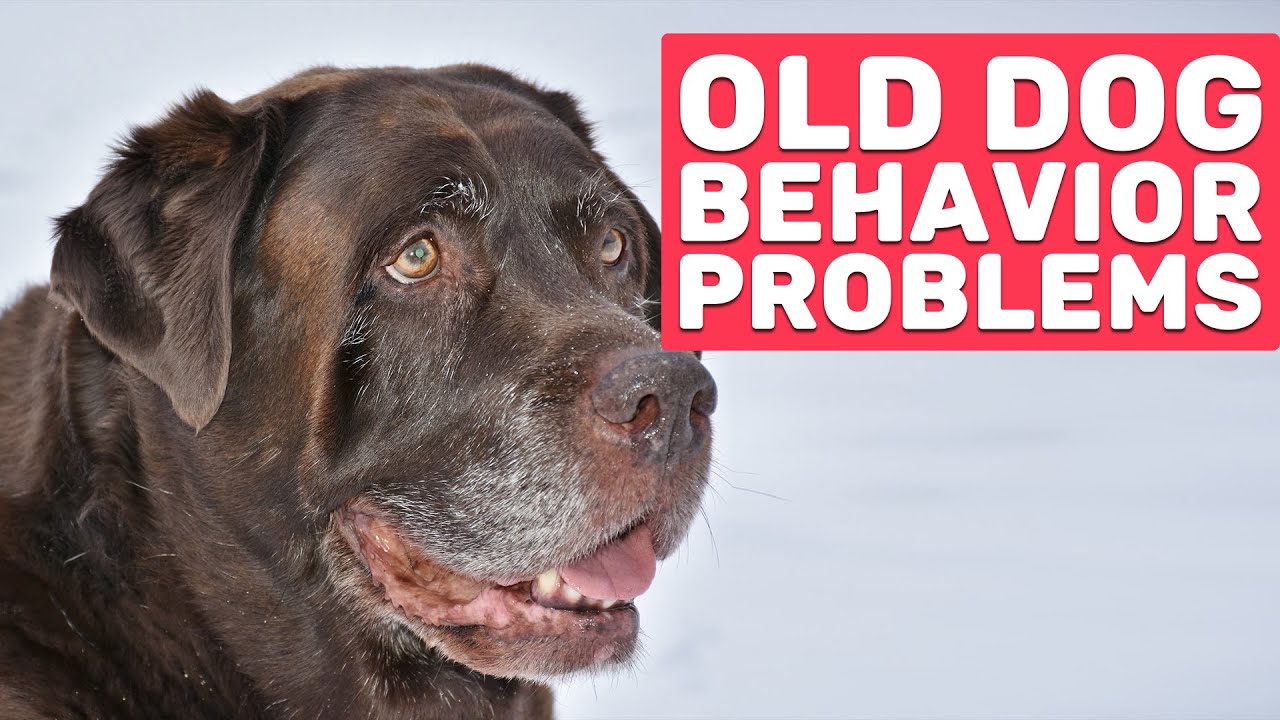 Senior Dog Behavior Problems Dog Behavior Changes With Age YouTube