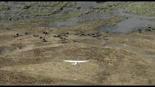 Great Elephant Census