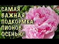 СРОЧНО ПОДКОРМИТЕ ПИОНЫ! Удобрения для ПЫШНОГО ЦВЕТЕНИЯ и ВАЖНЫЕ МОМЕНТЫ в уходе!