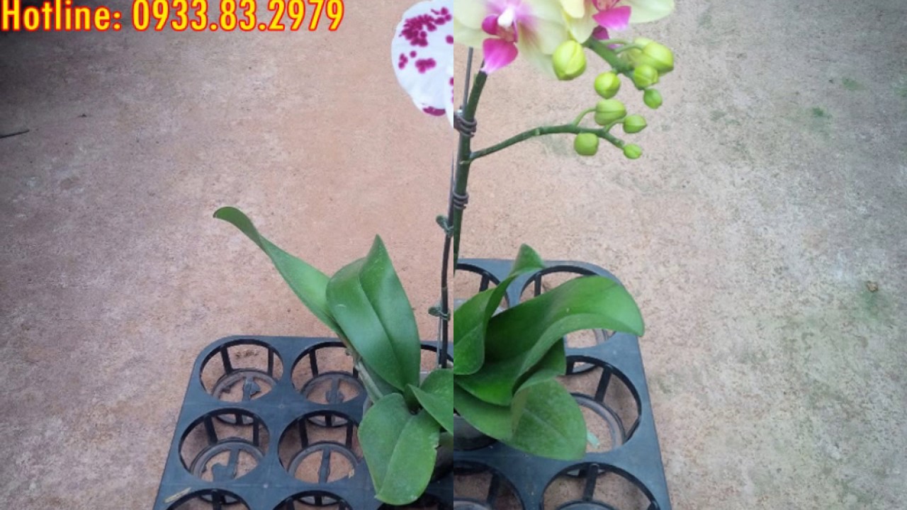 Chuyên cung cấp hoa lan hồ điệp sỉ và lẻ giá tại Vườn 0933832979