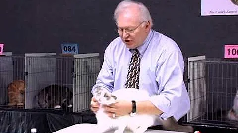 Video 1136881: semi longhair cat, cat blue eyes