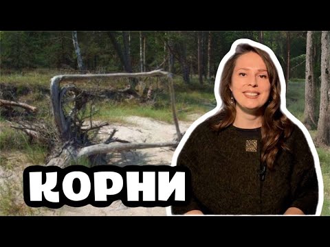 Двусмысленные корни. Математический адвент-календарь: день 23