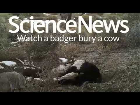 Watch a badger bury a cow | Science News