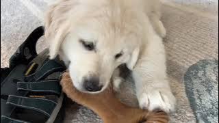 Golden Puppy Trouble   SD 480p