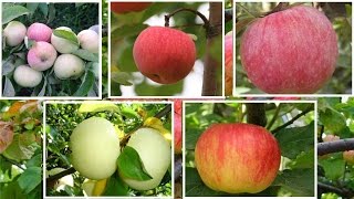 Лучшие летние сорта яблонь Какой сорт яблони посадить