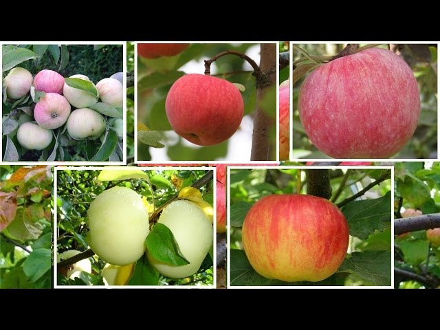 Летние сорта яблонь для Подмосковья: обзор лучших ранних и позднелетних сортов, критерии выбора
