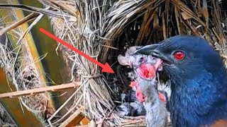 Download Lagu Anak burung brutal‼️Tidak ada judul untuk vidio ini MP3 Download Lagu Anak burung brutal‼️Tidak ada judul untuk vidio ini MP3