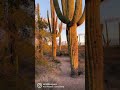 Saguaro National Park at Sunset