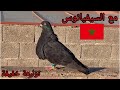 توليعة خفيفة مع #السيفيانوس⁦  ⁦🇲🇦⁩