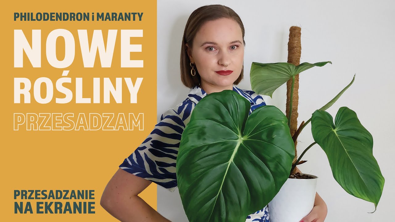 Philodendron Mcdowell i Maranty | Przesadzam i gadam 😉