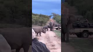 Elephant vs Rhino