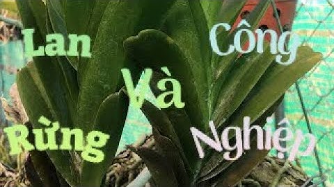 Đặc tính ,cách chăm sóc Lan rừng và Công nghiệp ( nghinh xuân- Đai châu )