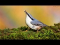 Голоса птиц Как поёт Поползень обыкновенный Sitta europaea