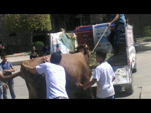 تنزيل عجل و تحميل عجل اخر عيد الاضحى 2017