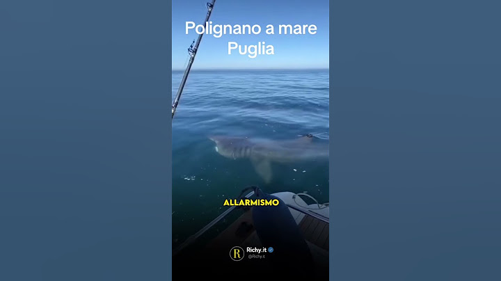 SQUALO TROVATO IN PUGLIA PANICO TRA I BAGNANTI #shorts #squalo #squali #notizie #estate2023 #puglia