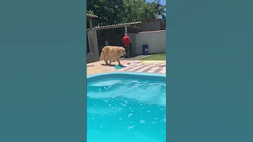 Simba The Golden Brings Man A Beverage ViralHog 