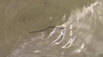 Polystrate fossil thoughts