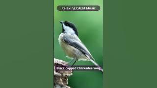 Relaxing CALM Music | Black-capped Chickadee song #blackcappedchickadees  song