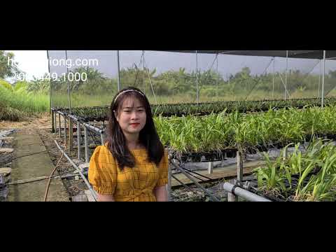 Vũ nữ thanh lý giá bèo 100k = 2 chậu 083449.1000 | Foci