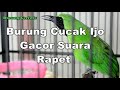 Suara Kicauan Burung Cucak Ijo Gacor Suara Rapet Full Isian Untuk Masteran Mp3 - Mp4 Download