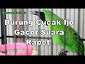 Suara Kicauan Burung Cucak Ijo Gacor Suara Rapet Full Isian untuk Masteran