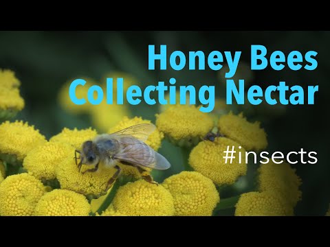 Honey Bees (Genus Apis) - Collecting Nectar