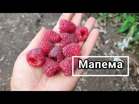 Малина Мапема. Ранний ремонтант