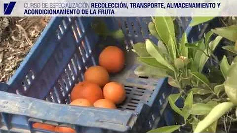 O que é muito usado no campo para transporte de frutas e verduras?