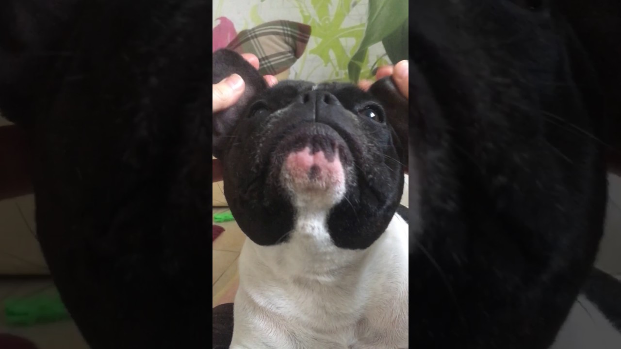 French bulldog massage YouTube