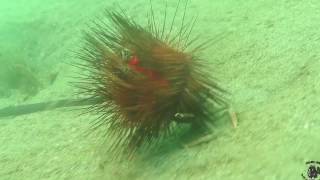Curious Crab carrying a Sea Urchin with Cardinal Fishes on the top of it!!