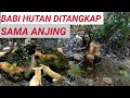 ANJING BAGAIKAN SINGA BISA MELUMPUHKAN MANGSANYA