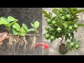 Unique Techniques How To Grow Guava Tree From Cutting | How To Propagate Guava Tree At Home