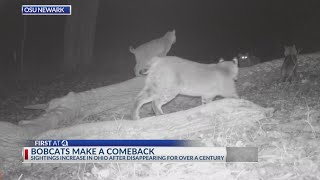 Bobcats returning to parts of Ohio