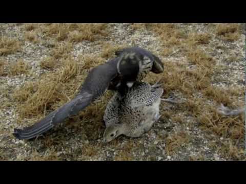 Falcon Grabs Pheasant In Mid-Air!!!!!