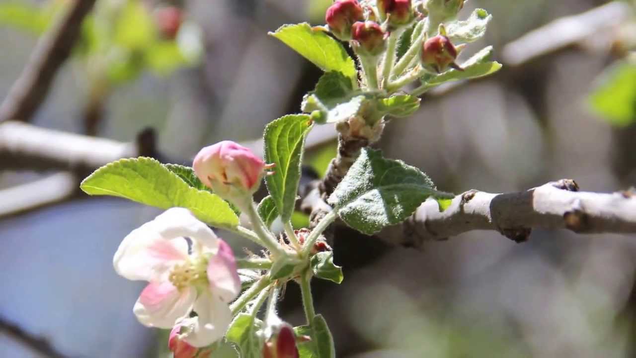 Watch Early Spring - Finzer Mahoney Duo - Transformation on YouTube Watch Early Spring - Finzer Mahoney Duo - Transformation on YouTube