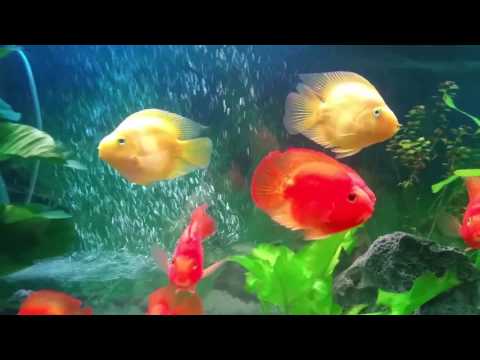 Video Bể thủy sinh- nuôi cá hồng két - youtube