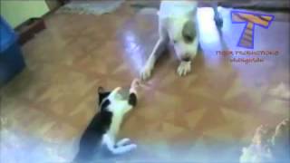 Кошки играют с собаками!Cats playing with dogs Кошки играют с собаками!Cats playing with dogs