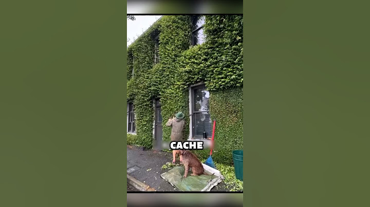 Ce “beau” lierre est un cauchemar pour ta maison…