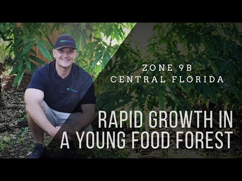 Food Forest Possibilities: UNREAL GROWTH in Just a Couple Years! (Part 1)