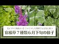 【ようやく梅雨入り】ジメジメした高温多湿の環境でも元気に育つ宿根草７種類【グランドカバー・カラーリーフなど】