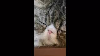 Why is cat running away from home?  😹 😮 by Animals Lovers 2,295 views 4 years ago 7 minutes, 22 seconds