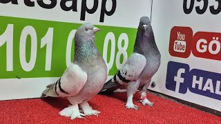 Gölbaşı A.ş Canlı Güvercin Mezati Taklacı Güvercin Oyun Kuşu Mezat