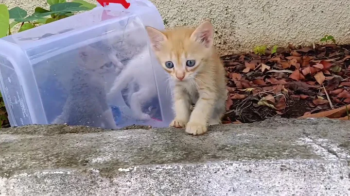 Watch the video about You Won’t Believe These 10 Cat Facts! 😺 | Kittens & Persian Cats Compilation😱💞