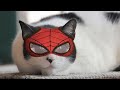 Spidercat