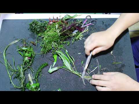 Videó: Heliconia növény információ – Hogyan neveljünk homárkörmös növényt