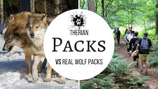 Therian packs VS Wolf packs [+Ranks in real wolf packs?] screenshot 5